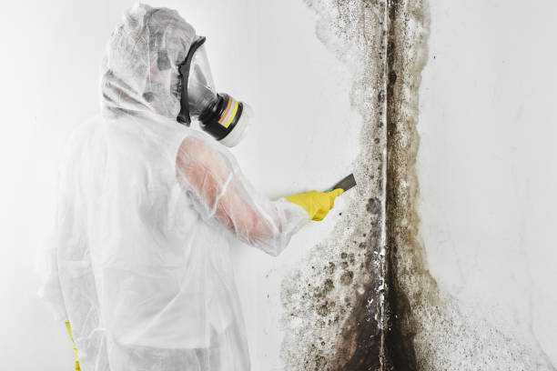 Best Attic Mold Removal  in Windsor, CA