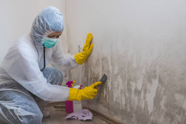 Best Home Mold Removal  in Windsor, CA