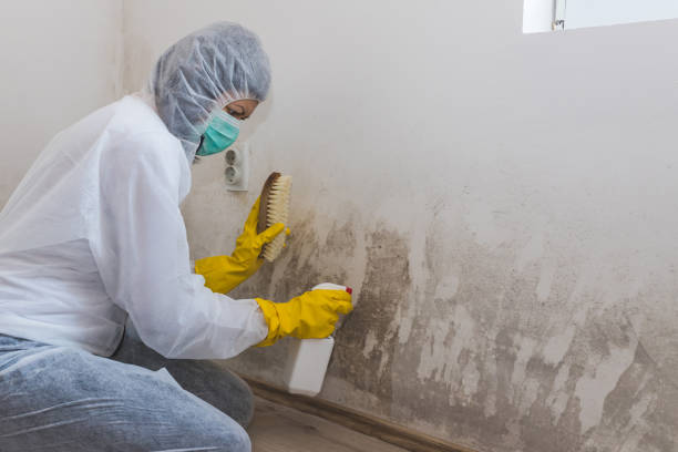 Office Mold Removal Services in Windsor, CA