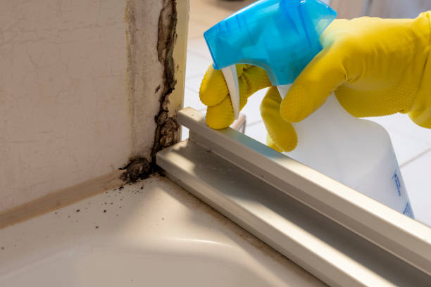 Best Emergency Mold Removal  in Windsor, CA