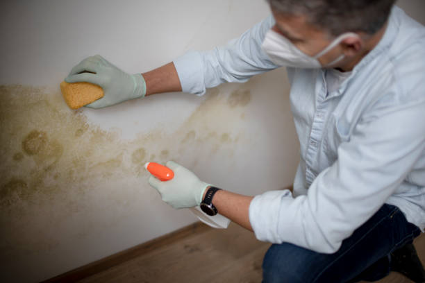 Best Crawl Space Mold Removal  in Windsor, CA
