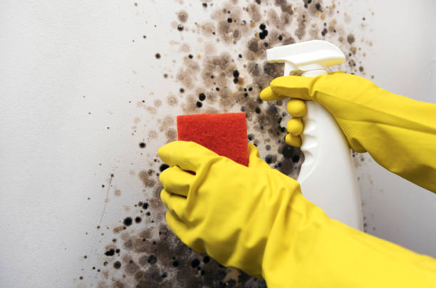 Best Mold Removal and Inspection  in Windsor, CA
