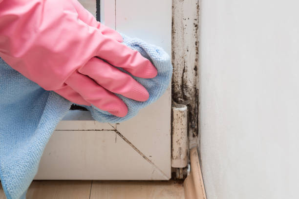 Best Office Mold Removal Services  in Windsor, CA