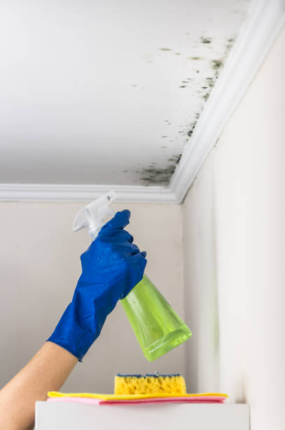 Best Black Mold Removal  in Windsor, CA